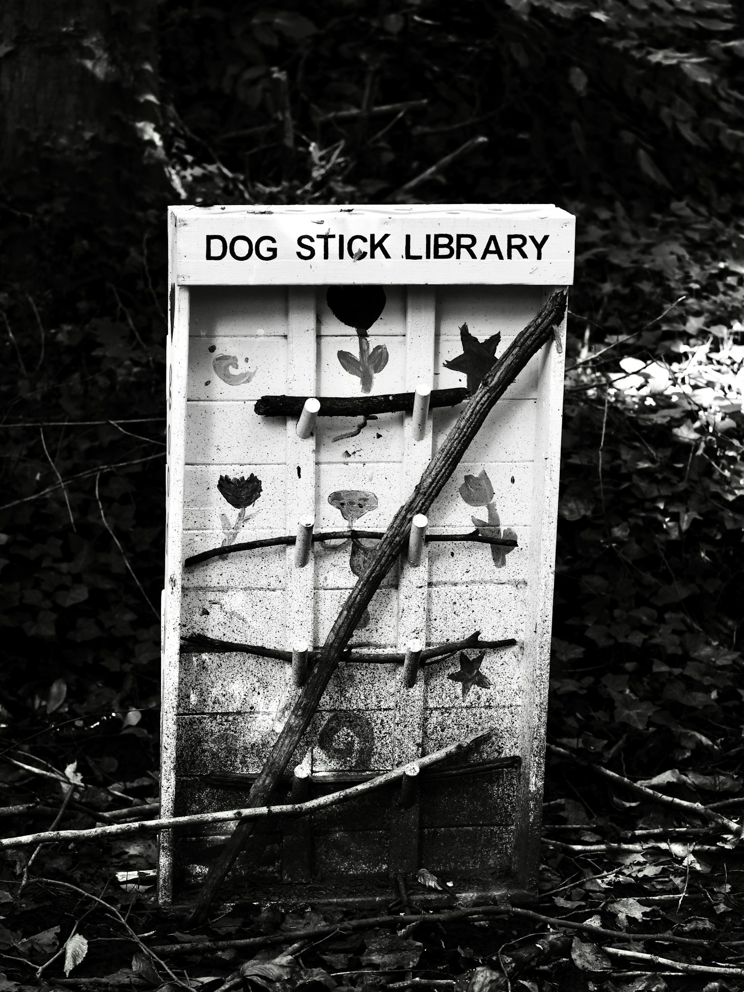 A Guide to Reporting Stray Animals